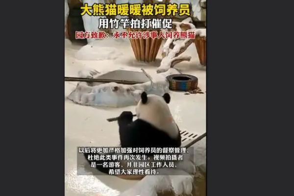飼養(yǎng)員用竹竿打熊貓暖暖園方回應 熊貓是國家?guī)准壉Wo動物 飼養(yǎng)員用竹竿打熊貓暖暖園方回應 熊貓是國家?guī)准壉Wo動物