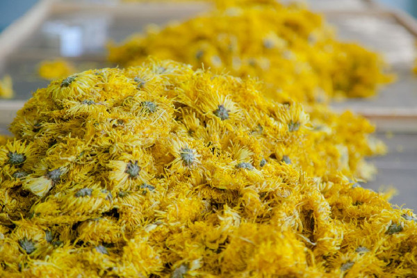 菊花茶要用多少度水泡 菊花茶可以去痘痘嗎 菊花茶要用多少度水泡 菊花茶可以去痘痘嗎