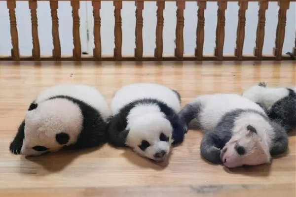 飼養(yǎng)員用竹竿打熊貓暖暖園方回應 熊貓是國家?guī)准壉Wo動物 飼養(yǎng)員用竹竿打熊貓暖暖園方回應 熊貓是國家?guī)准壉Wo動物