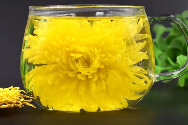 菊花茶喝起來(lái)為什么是苦的 菊花茶喝起來(lái)什么味道 菊花茶喝起來(lái)為什么是苦的 菊花茶喝起來(lái)什么味道