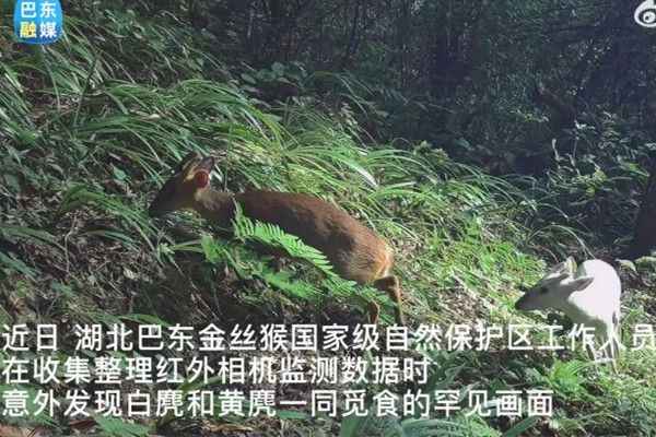 湖北巴東發(fā)現(xiàn)罕見(jiàn)瑞獸白麂 瑞獸的寓意和象征 湖北巴東發(fā)現(xiàn)罕見(jiàn)瑞獸白麂 瑞獸的寓意和象征